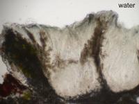Pertusaria chiodectonoides image