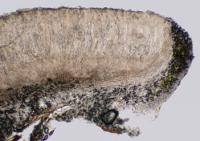 Pertusaria glaucomela image