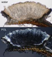 Pertusaria mccroryae image