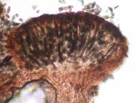 Image of Phaeocalicium boreale