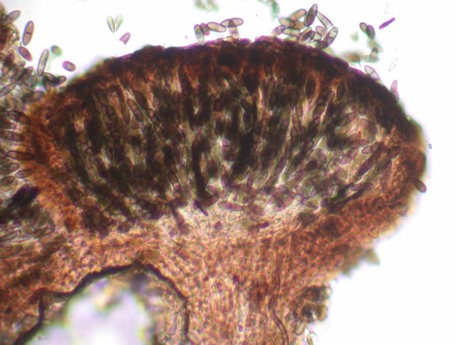 Phaeocalicium boreale image