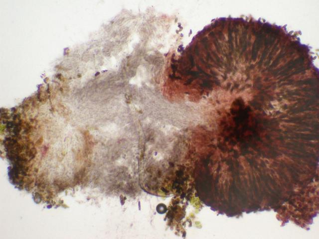 Phaeocalicium boreale image