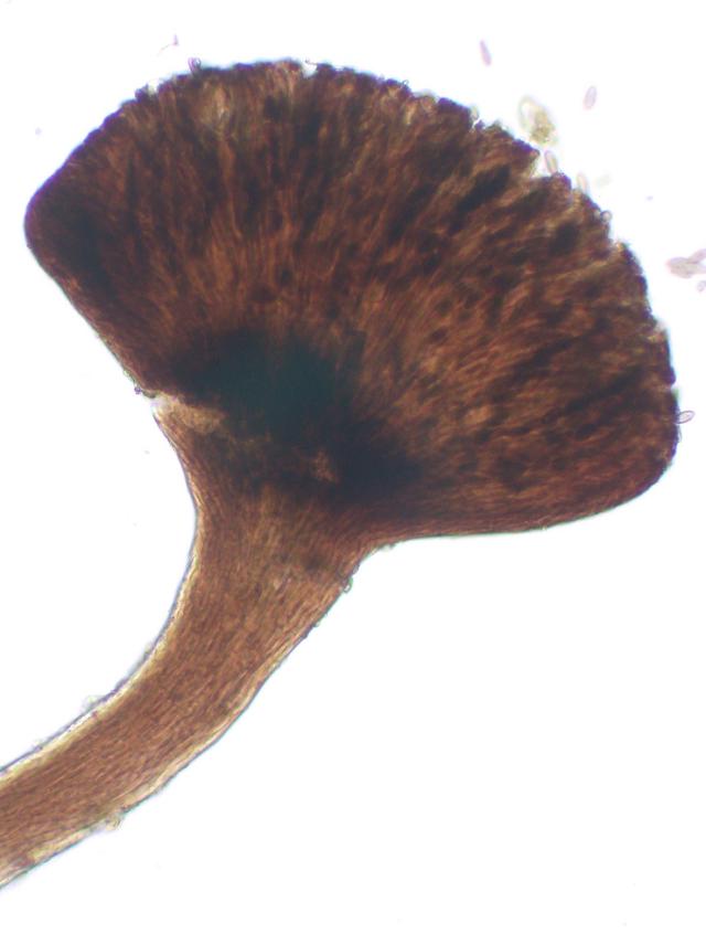 Phaeocalicium compressulum image