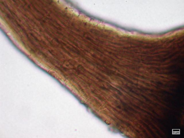 Phaeocalicium compressulum image