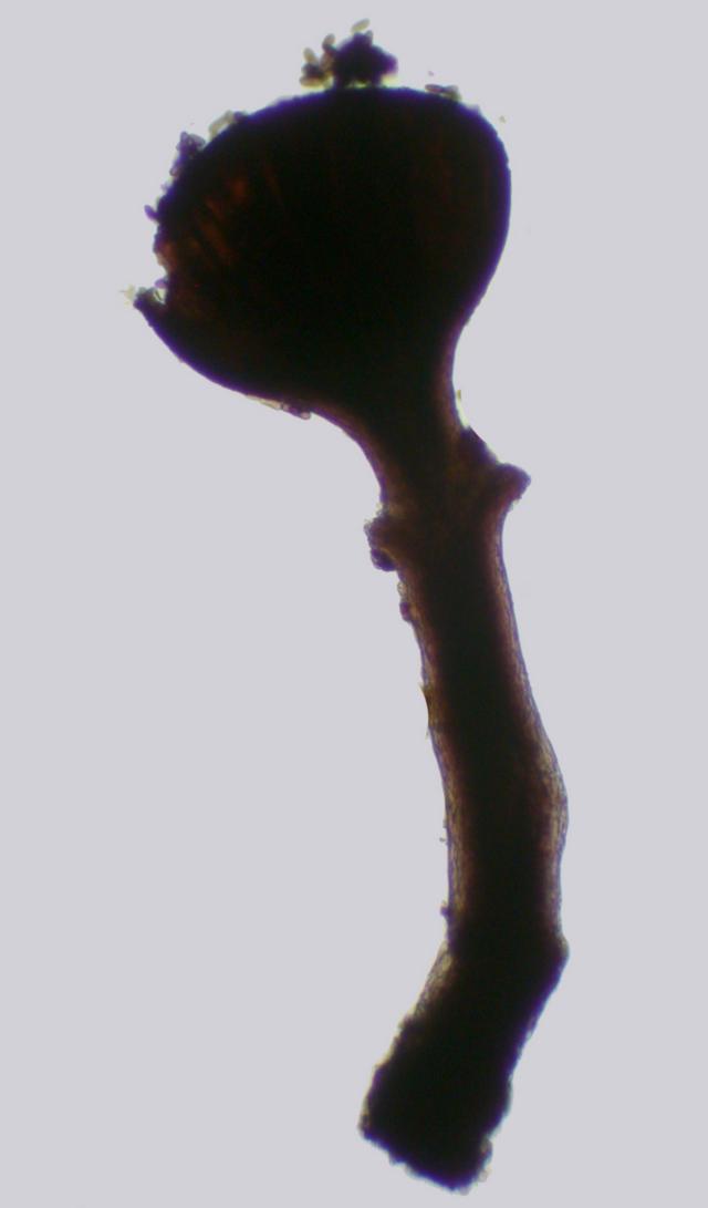 Phaeocalicium populneum image