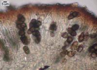 Phaeorrhiza nimbosa image