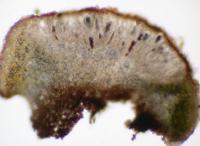 Phaeorrhiza sareptana image