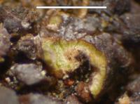 Phaeorrhiza sareptana image