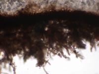 Placidiopsis pseudocinerea image