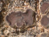 Placidium californicum image