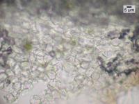 Placidium fingens image