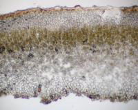 Catapyrenium rufescens image