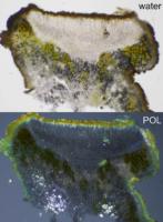 Pleopsidium flavum image