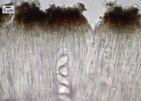Porpidia flavocaerulescens image