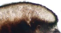 Porpidia speirea image