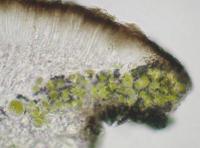 Protoparmelia leproloma image