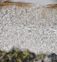 Protoparmelia ochrococca image
