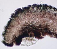 Pycnora praestabilis image
