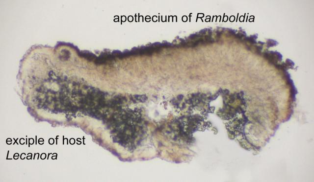 Ramboldia insidiosa image