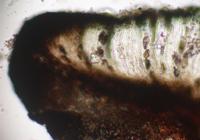 Rhizocarpon eupetraeoides image
