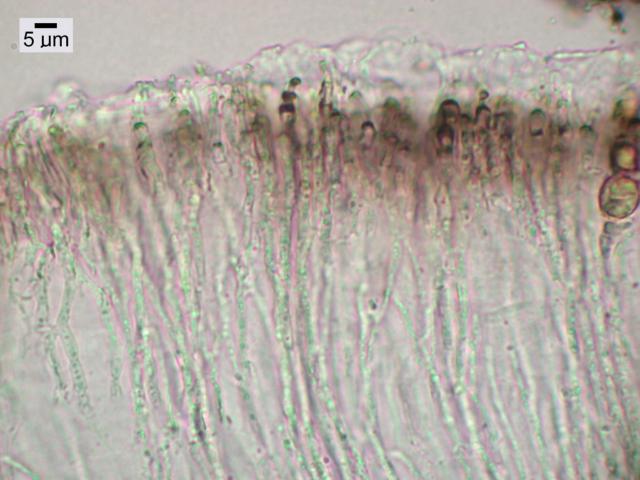 Rhizocarpon ferax image