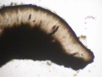 Rhizocarpon hensseniae image