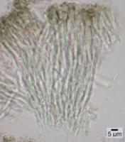 Rhizocarpon lavatum image