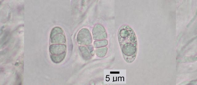 Rhizocarpon polycarpum image