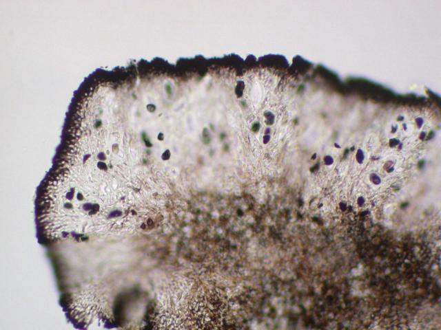 Rhizocarpon pusillum image