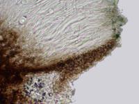 Schaereria corticola image