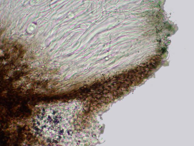 Schaereria corticola image
