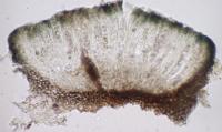Schaereria parasemella image
