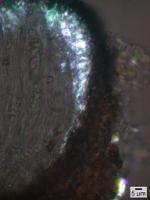 Schaereria parasemella image