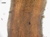 Sclerophora amabilis image