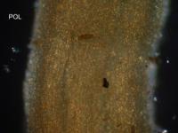 Sclerophora amabilis image