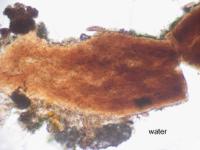 Sclerophora peronella image