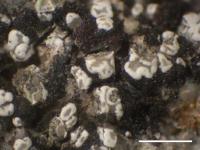 Image of Stereocaulon areolatum