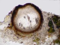 Thelenella muscorum image