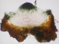 Image of Porocyphus dispersus
