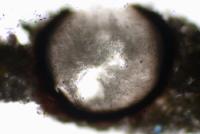 Inoderma epigaeum image