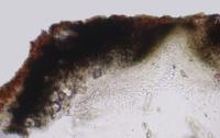 Bogoriella confluens image