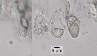 Bogoriella confluens image