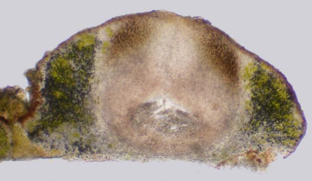 Verrucaria kootenaica image