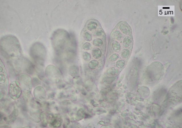 Verruculopsis lecideoides image