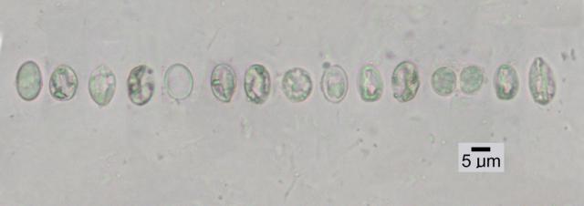 Verruculopsis lecideoides image