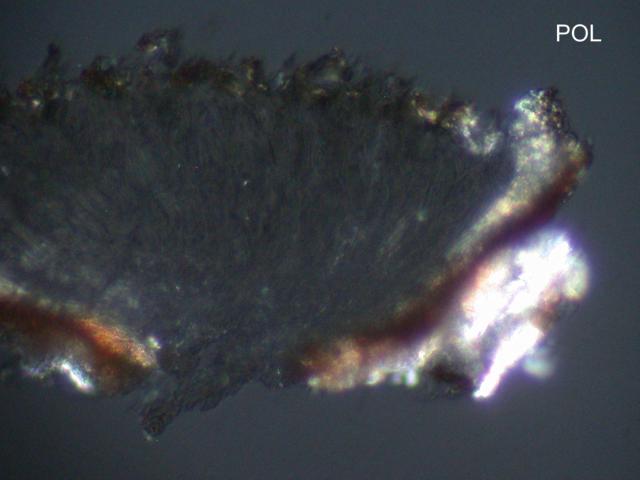 Xylographa trunciseda image