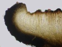Xylopsora friesii image